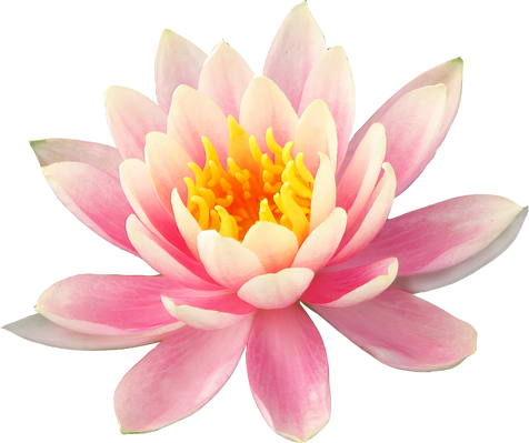 Lotus Flower Cutout